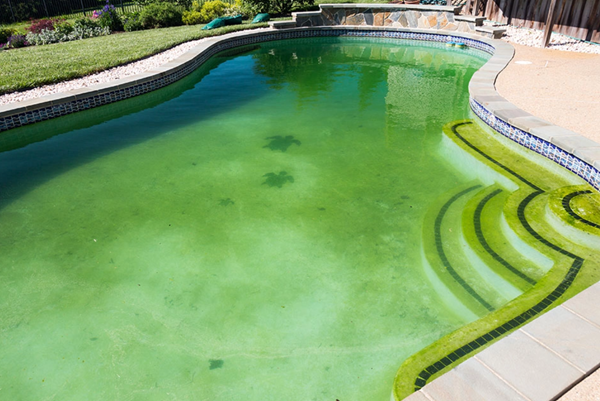 algae and the threats they pose to your pool