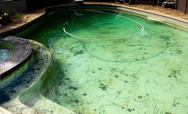 How Algae Affect Pool Water Quality and Equipment?